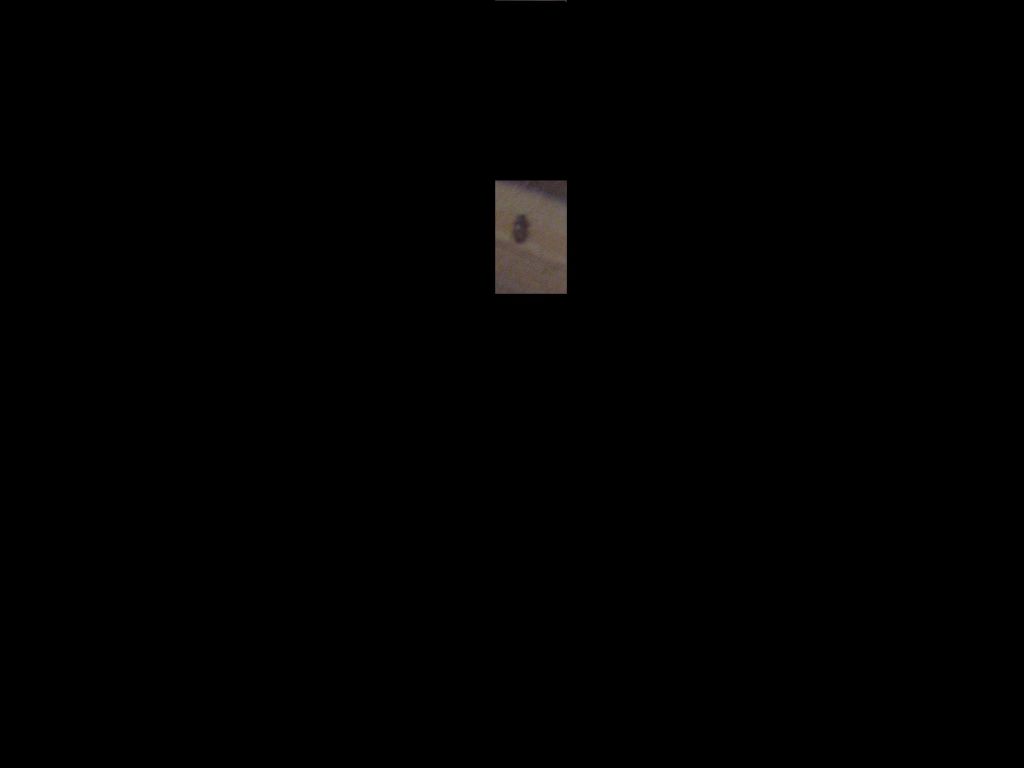 Krabbeltier ausgeschnitten.jpg