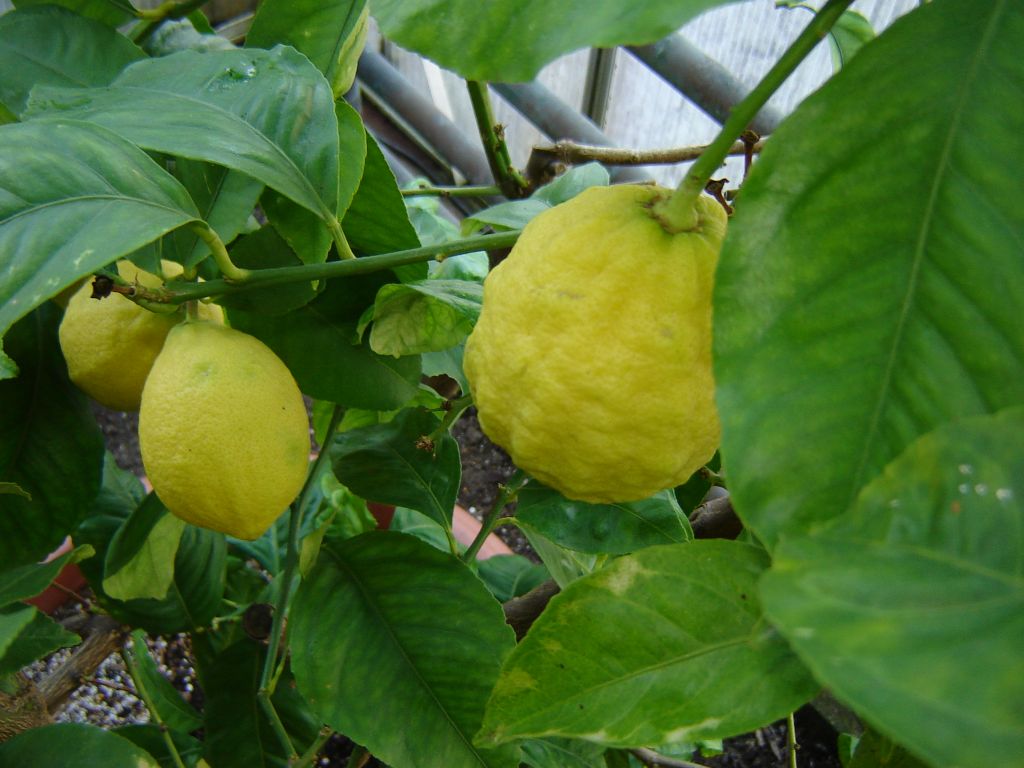 Zitrone im Februar 2013_02.jpg