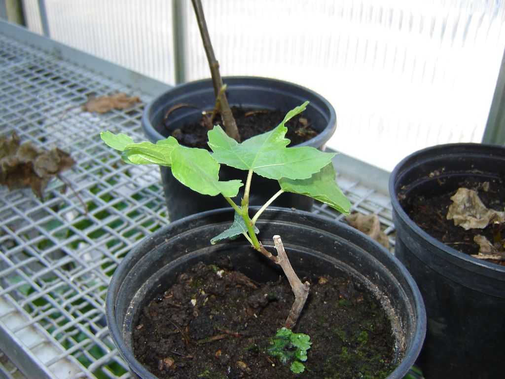 Feigenpflanzen aus Spanien 01.jpg