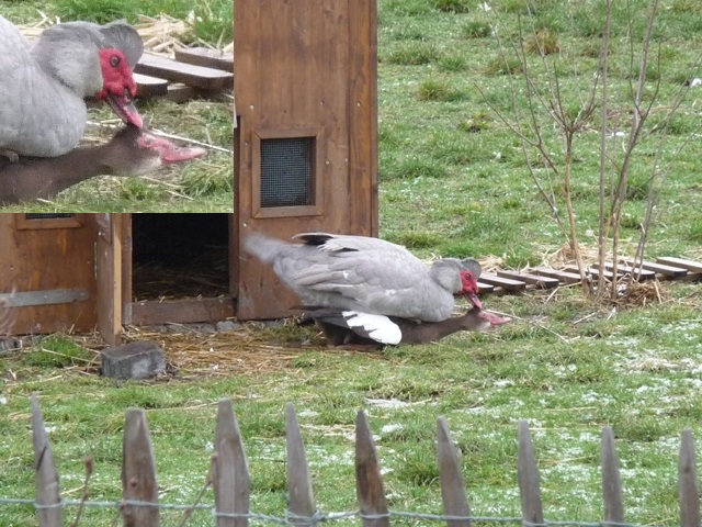 Der Erpel wußte, dass es nochmal kalt wird und hatte geübt mit den Füßen nicht im Schnee zu stehen....