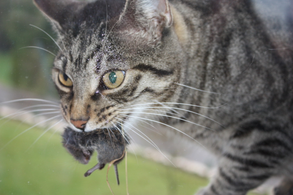Oscar mit Geschenk0001.JPG