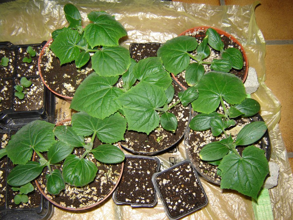 Gemüsepflanzen-2013-01.jpg