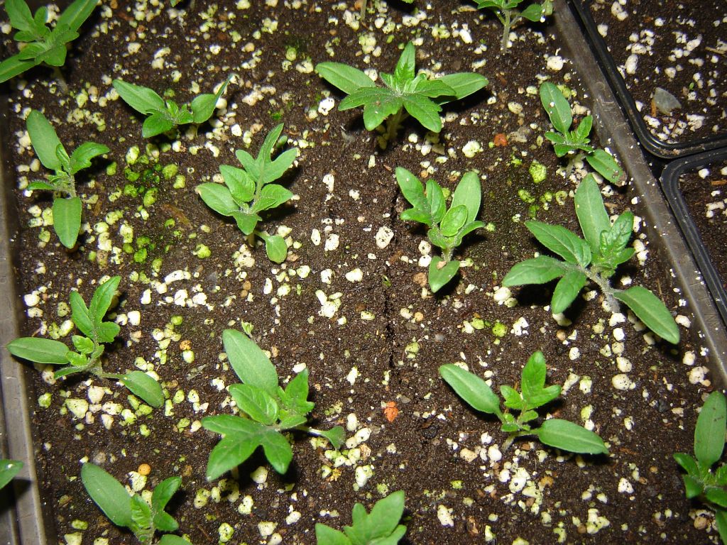 Gemüsepflanzen-2013-04.jpg