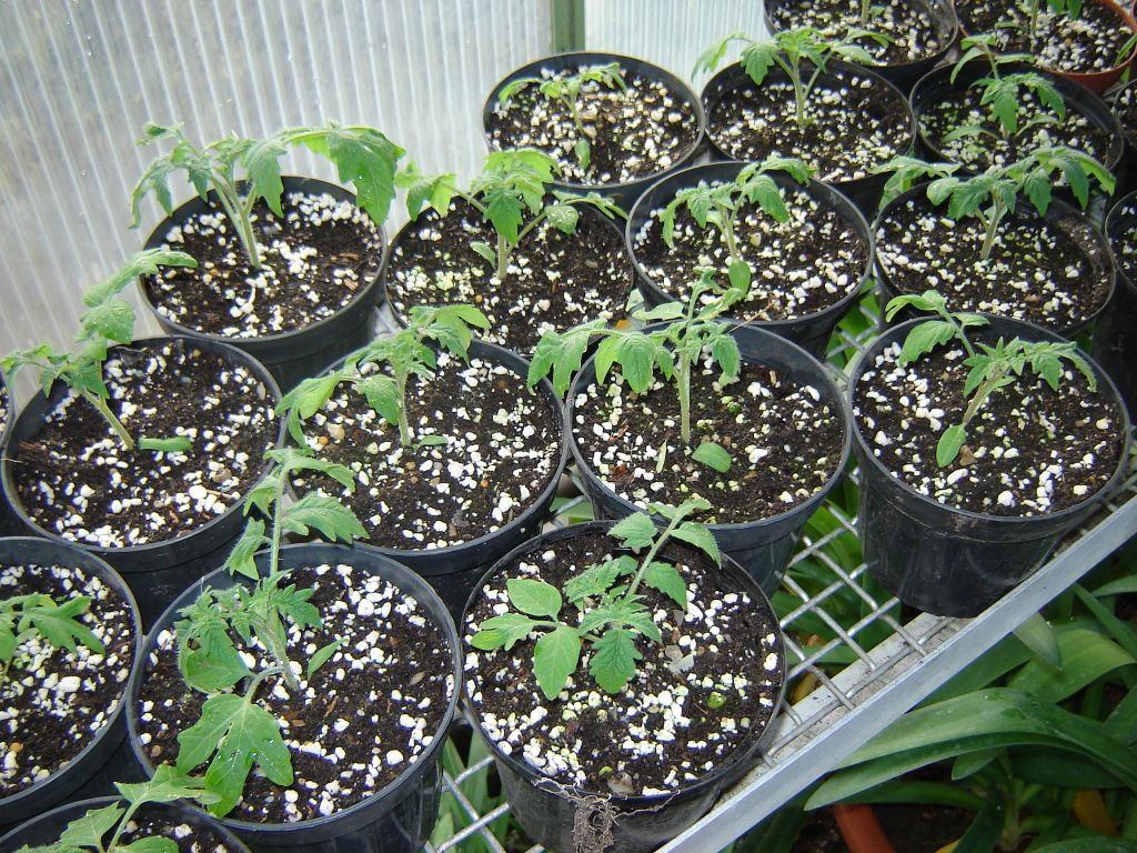 Tomatenpflanzen01.jpg