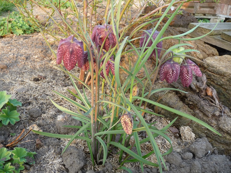 Schachbrettblume.JPG