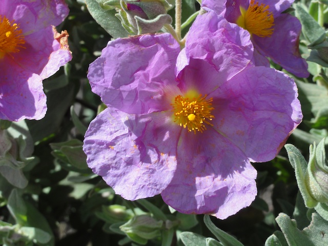 DSC02325.jpg