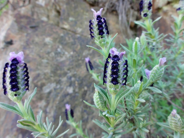 DSC02428.jpg