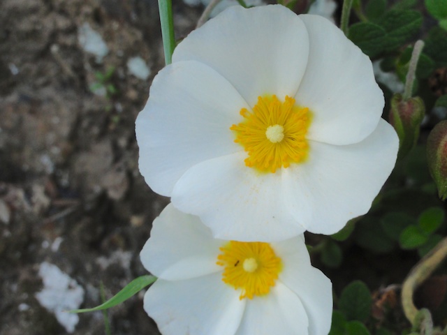 DSC02434.jpg