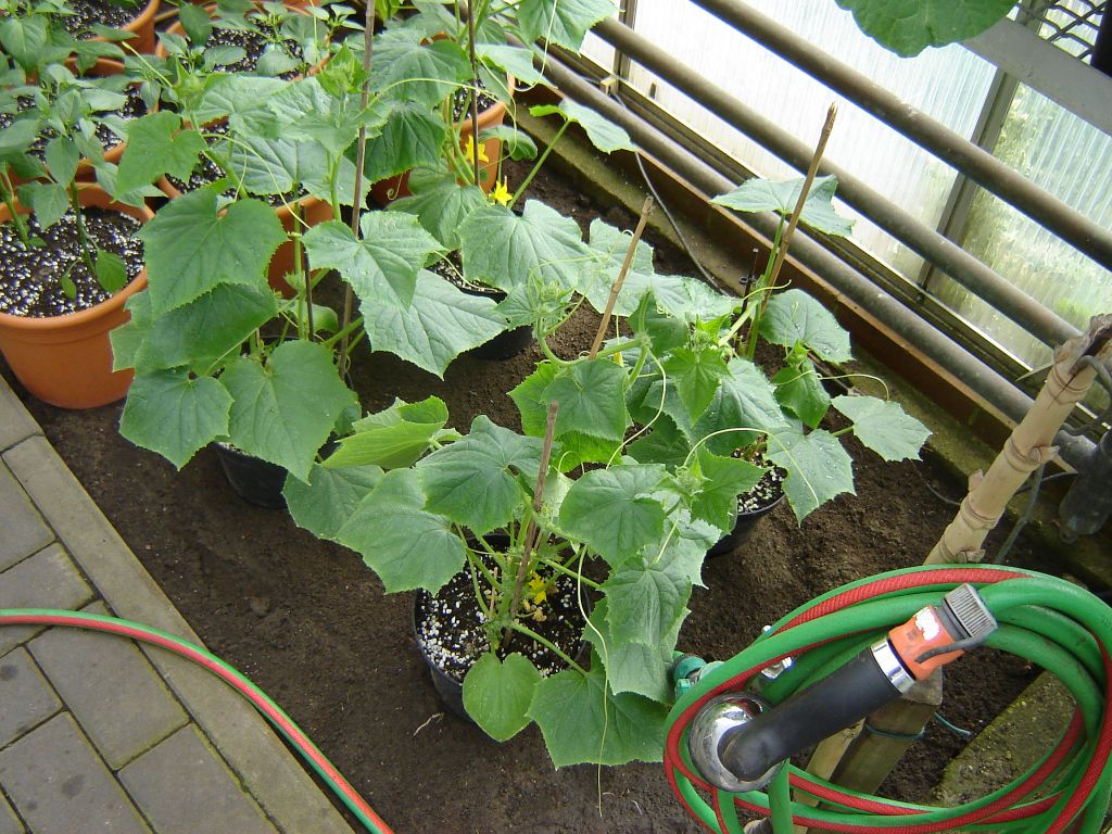 Gurkenpflanzen02.jpg
