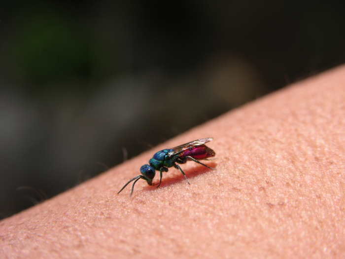 Eine Goldwespe. Sie ist ein Schmarotzer und legt, sobald die Wildbienen die Röhre verlassen, ein &quot;kuckucksei&quot; in das Wildbienengelege.