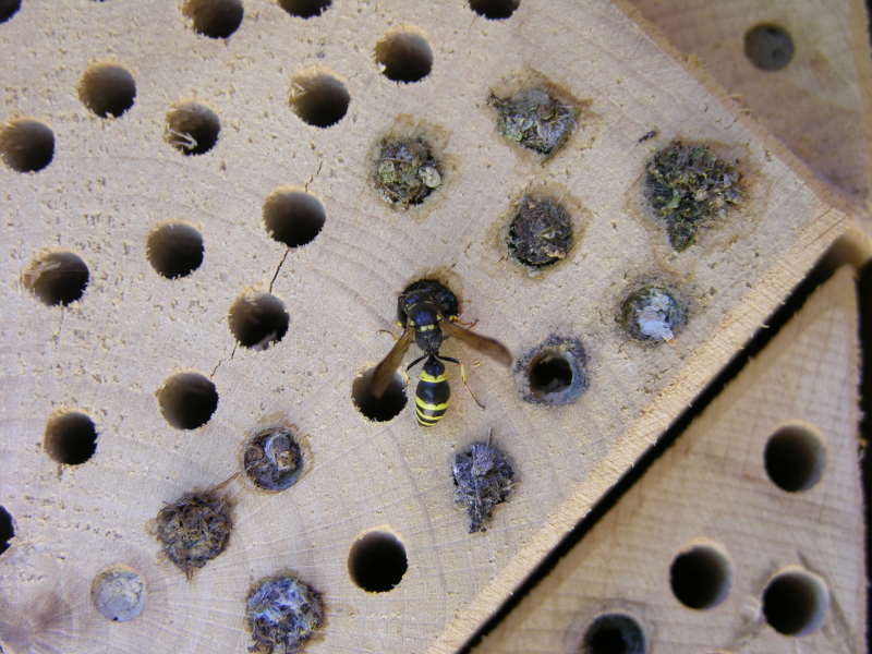 Auch solitär lebende Wespen sind nützlich!