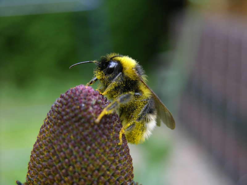 Hummel im Pollenhimmel