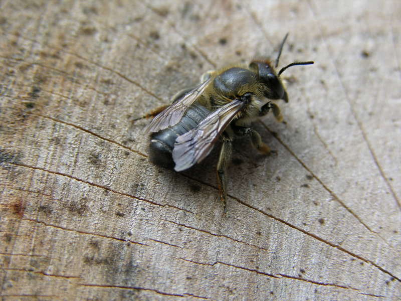 Garten- Blattschneiderbiene