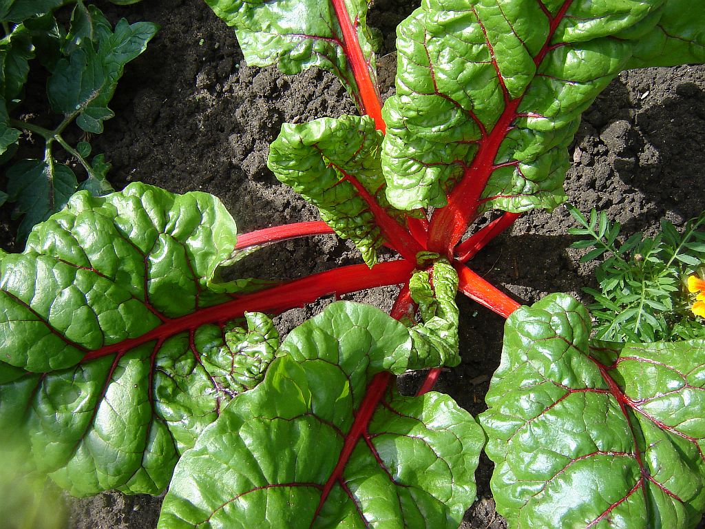 Gartenimpressionen03.jpg