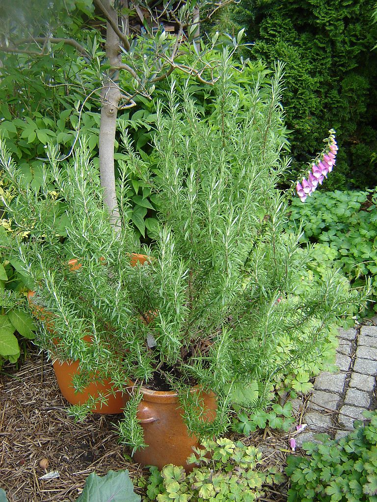 Gartenimpressionen06.jpg