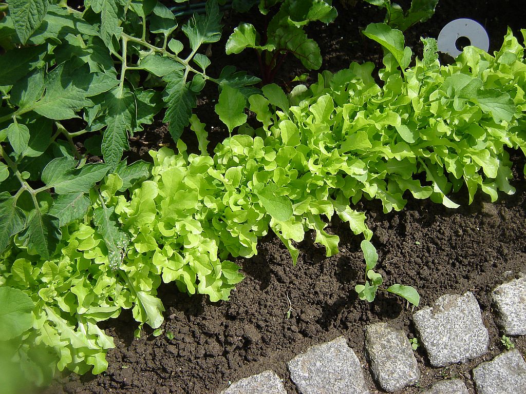 Gartenimpressionen08.jpg