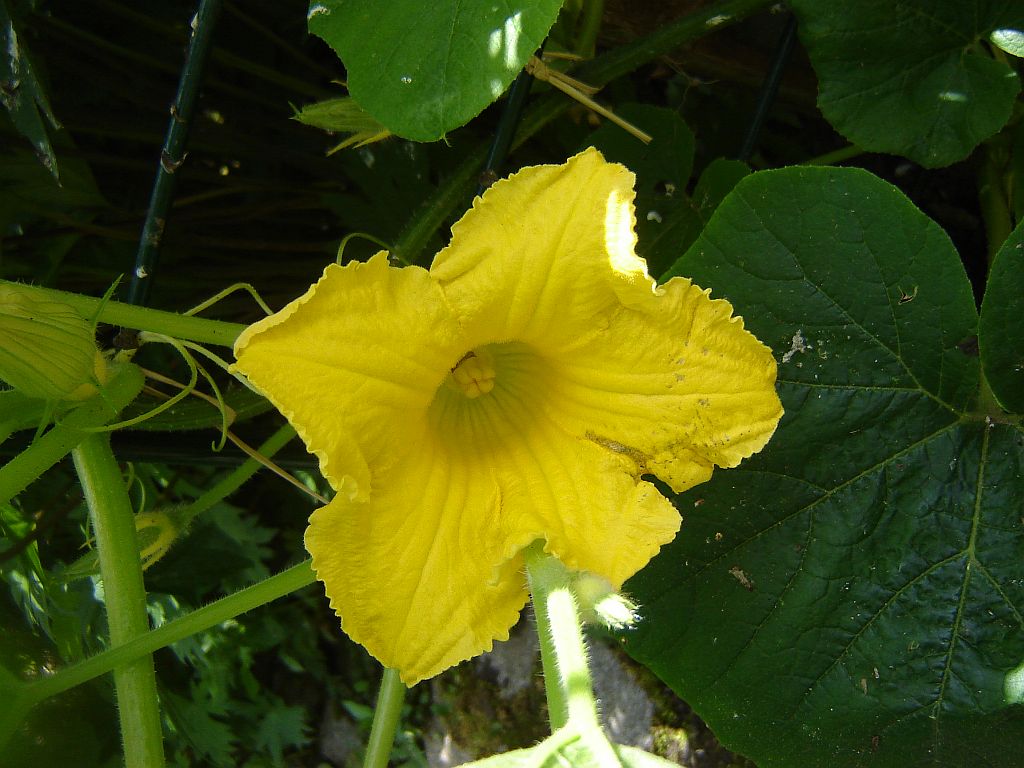 Gartenimpressionen09.jpg