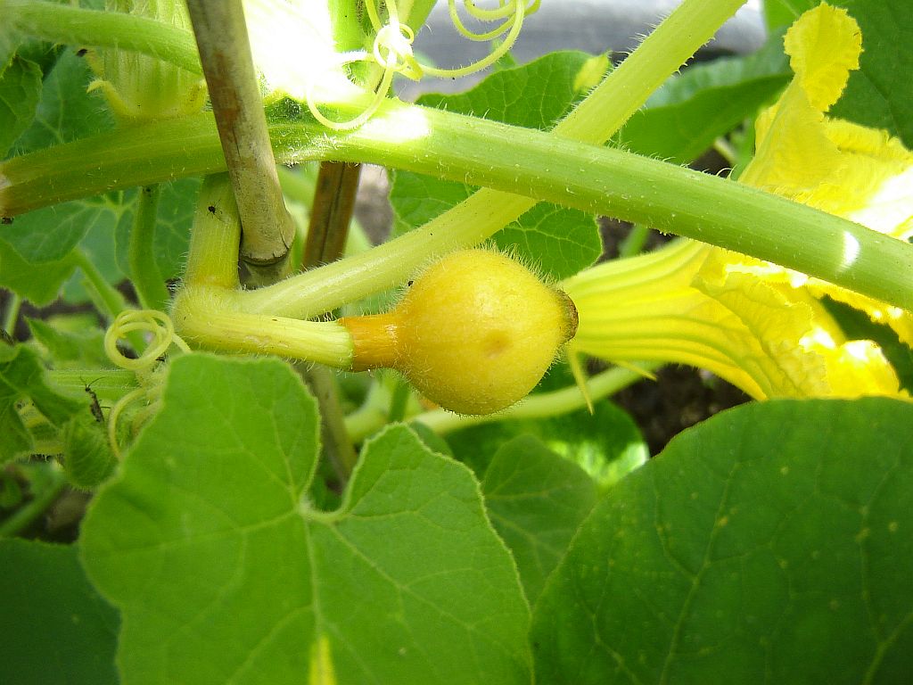 Gartenimpressionen10.jpg