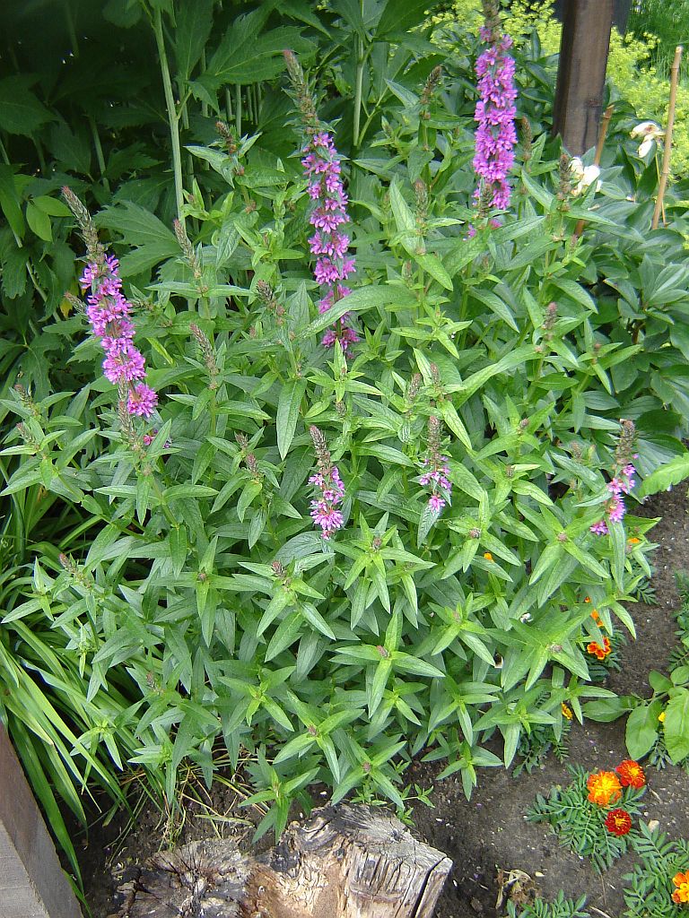 Gartenimpressionen11.jpg
