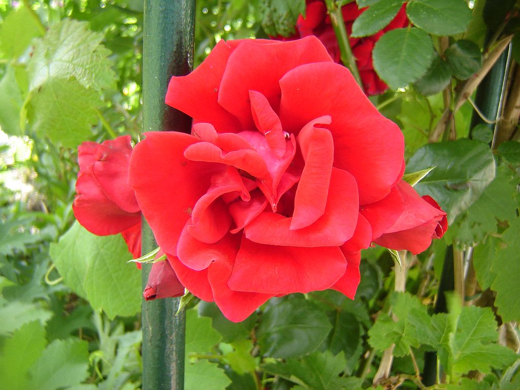 Gartenimpressionen12.jpg