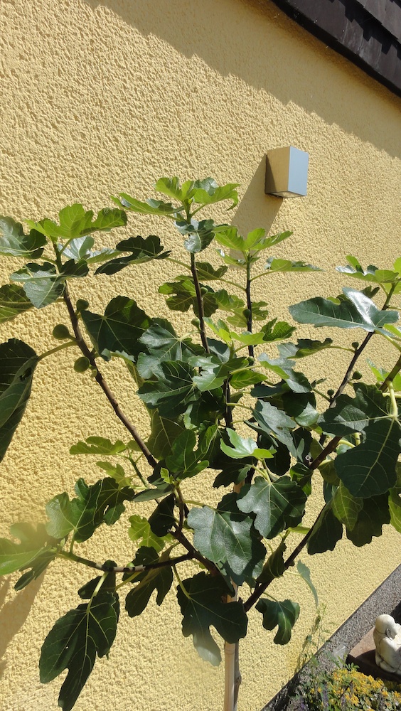 DSC05218.jpg