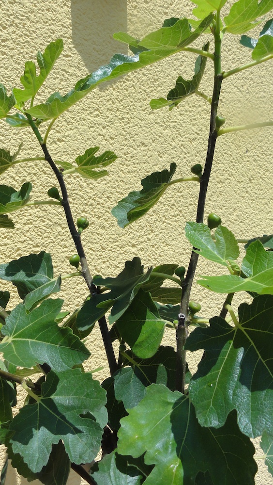 DSC05220.jpg