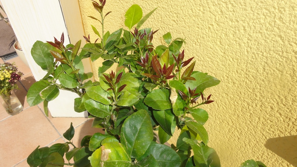 DSC05222.jpg