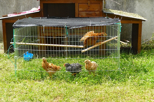 huhn2.jpg