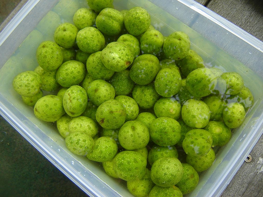 Schwarze Nüsse 03.jpg