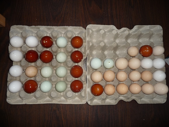 Neubeginn Hühner.JPG