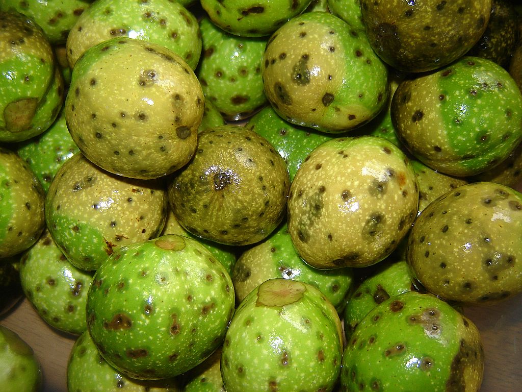 Schwarze Nüsse 06.jpg