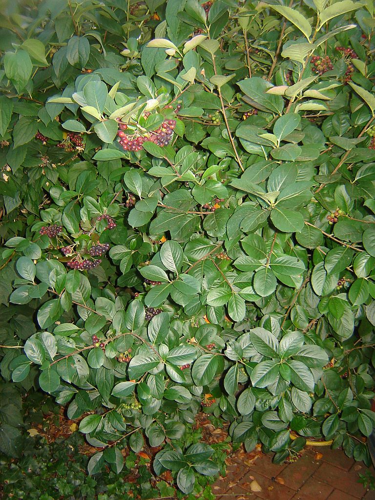 Gartenimpressionen19.jpg