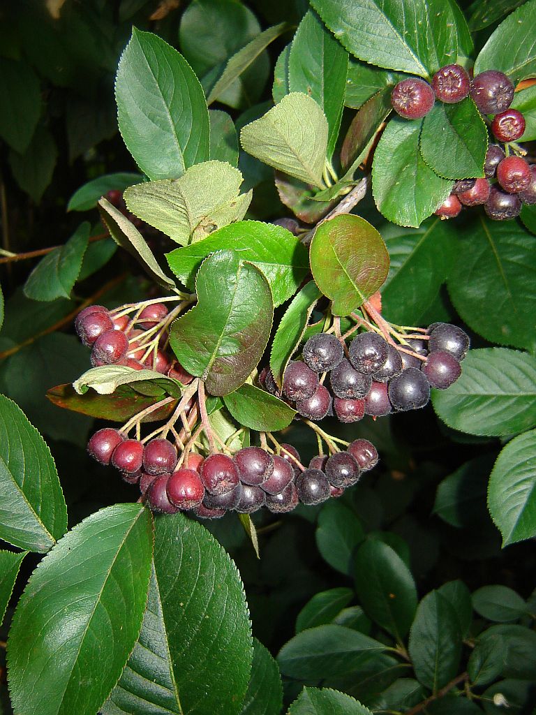 Gartenimpressionen20.jpg