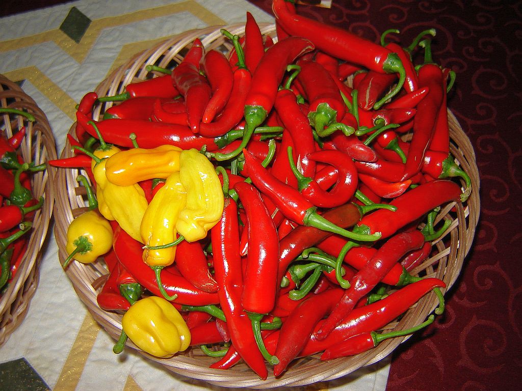 Chiliaussaat_2013_106.jpg