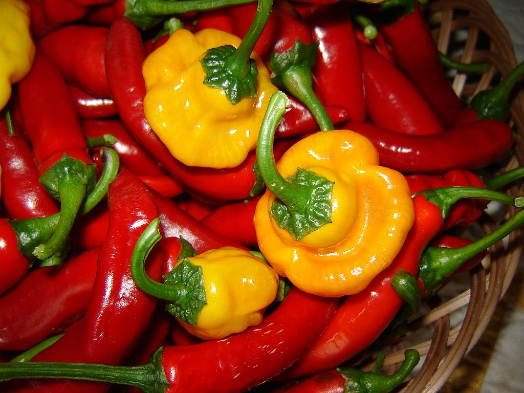 Chiliaussaat_2013_108.jpg