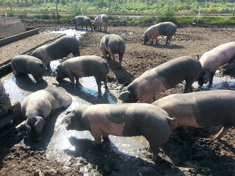 20130829_113730_resized.jpg