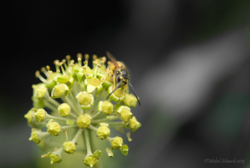 keine Bienen in Sicht