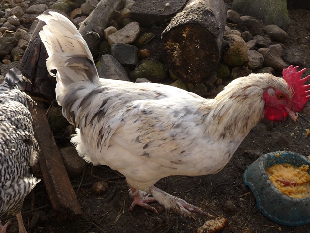 Marans 1.JPG
