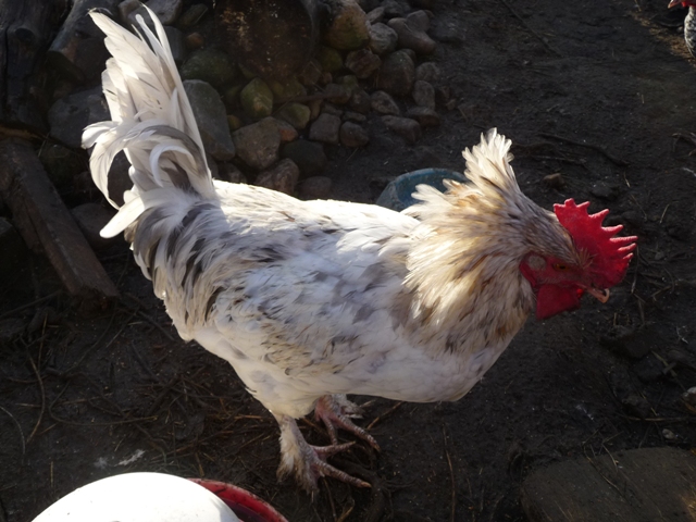 Marans 2.JPG