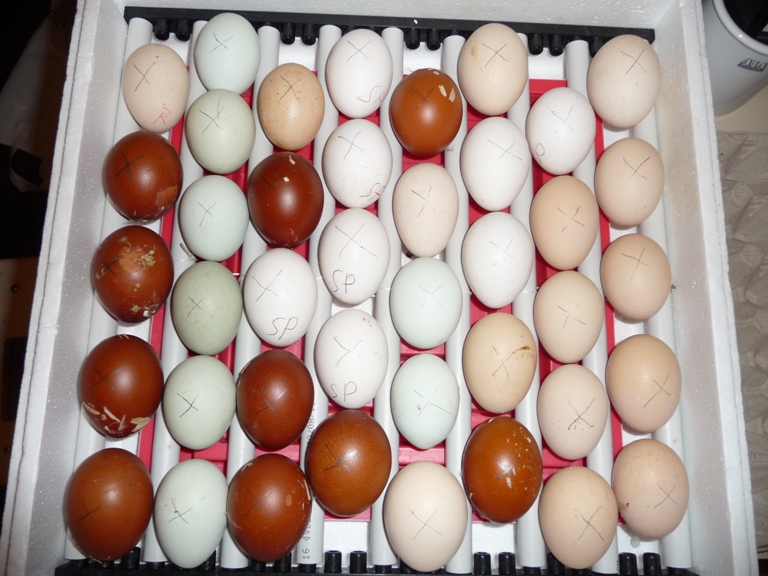Eier.JPG