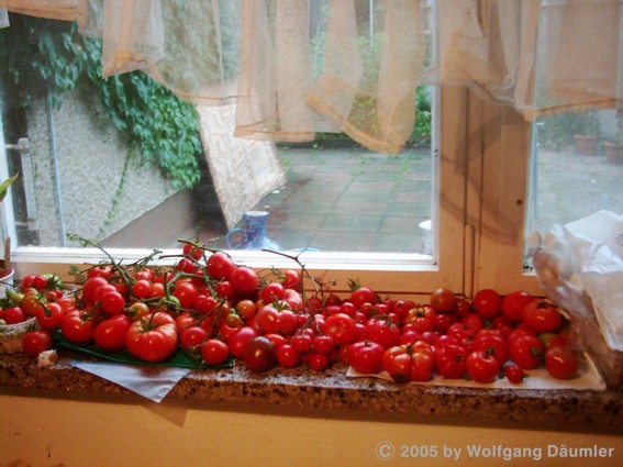 tomatenernte_13_9_1.JPG