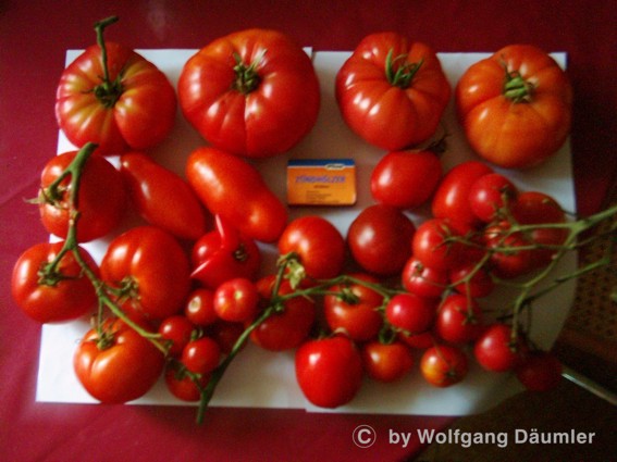 tomatenernte_13_9_4.JPG