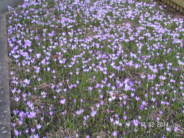 Krokusse Einfahrt.JPG