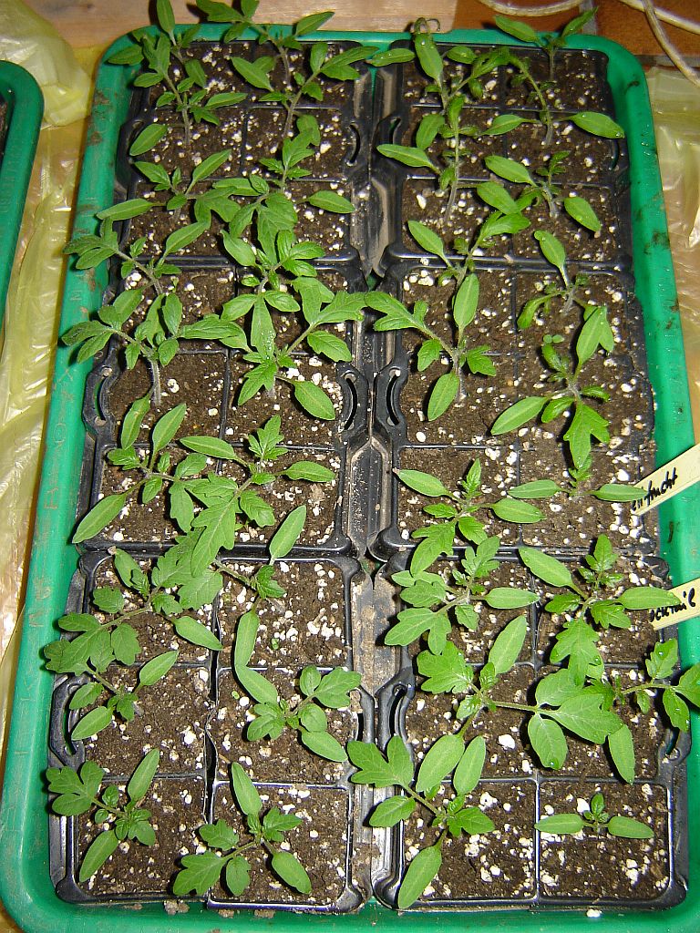 Tomaten2014_04.jpg