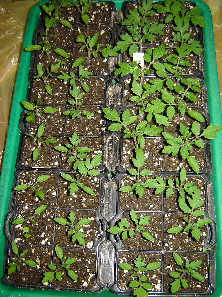 Tomaten2014_05.jpg