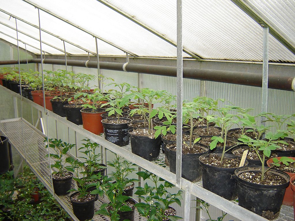 Tomaten2014_08.jpg