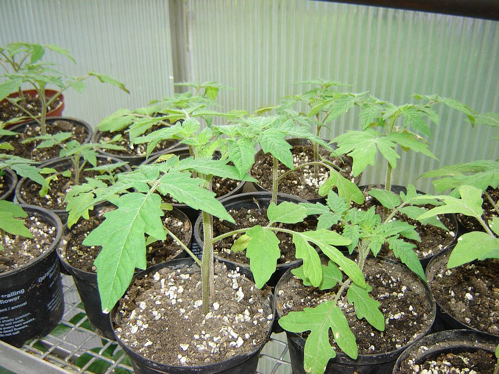 Tomaten2014_09.jpg