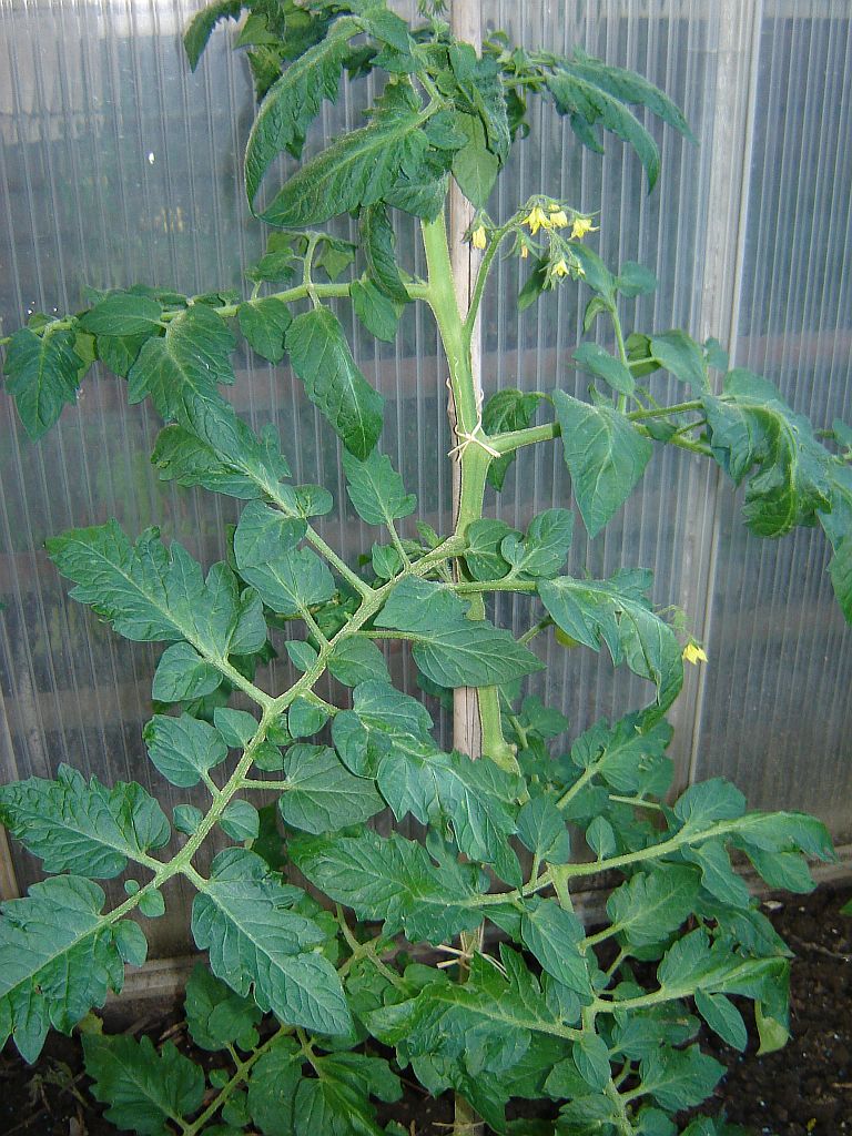 Tomaten2014_Hellfrucht01.jpg