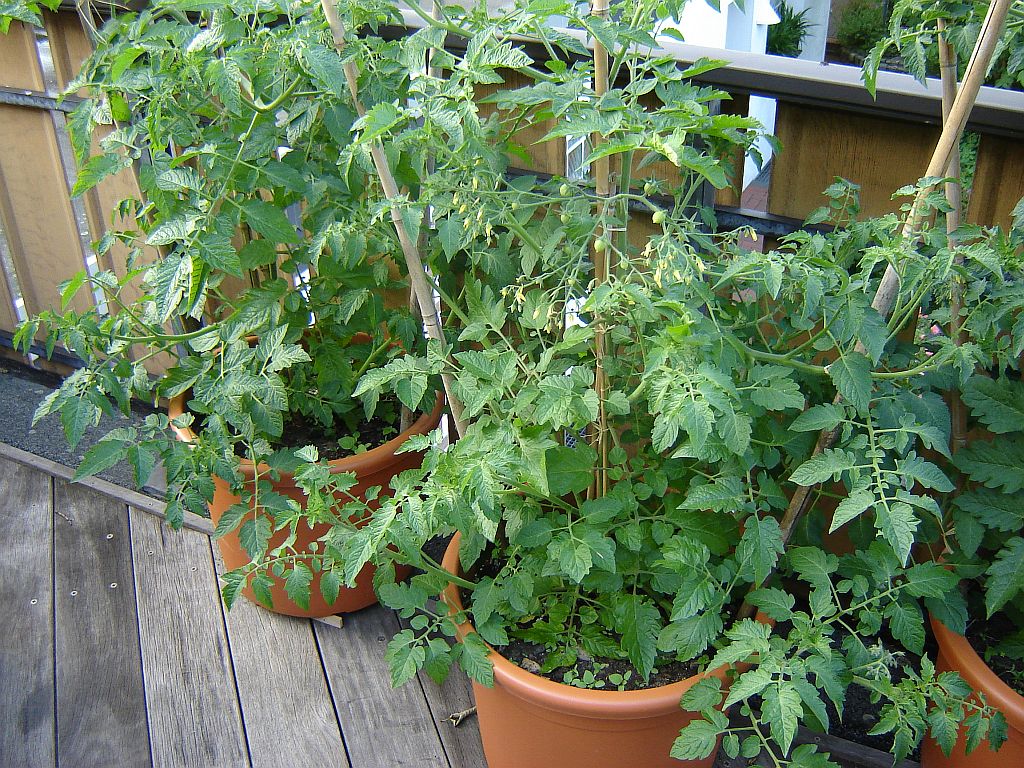 Tomaten_2014_Humboldtii01.jpg