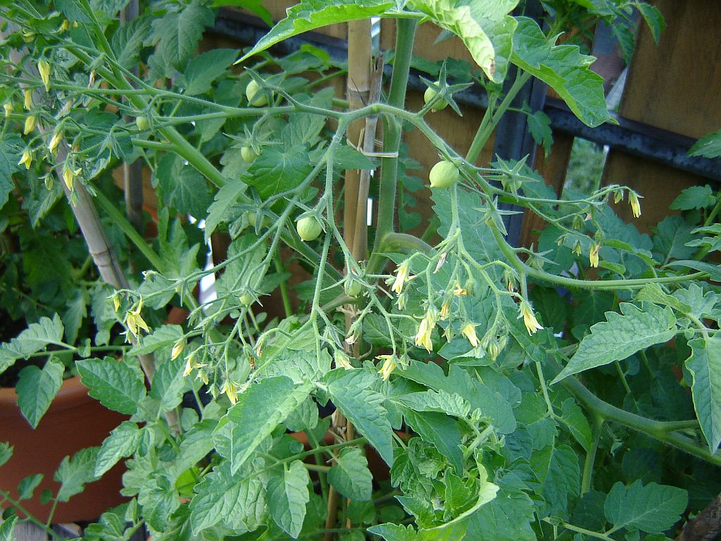 Tomaten_2014_Humboldtii02.jpg